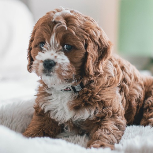 a dog indoors